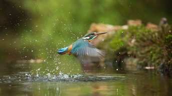 I Jsvogel