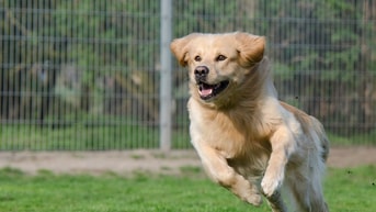 Rennende hond via pixabay