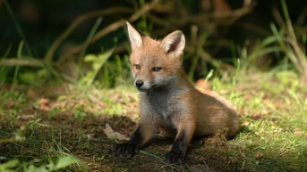 Animalfox