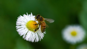 Bee 7219321