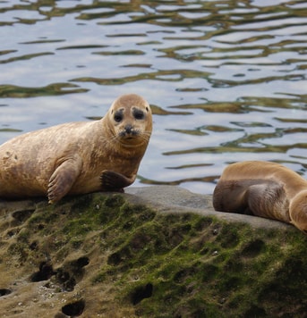 Zeehonden Monique Van Someren Rechtenvrij