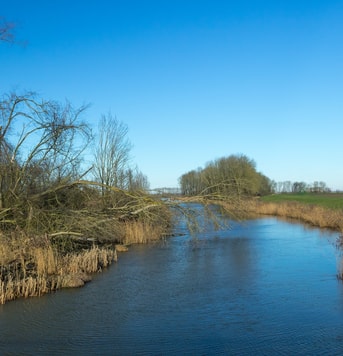 Biesbosch natuur water