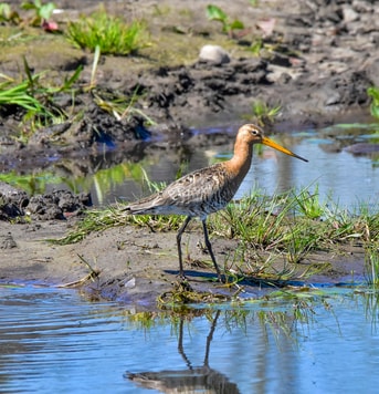 Bird g7ad81767c 1920