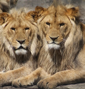 Aboeka lions 1660044 1920