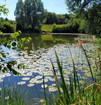 Zomer