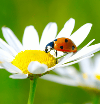 Ladybug