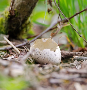 Nature 3314562 ei bos vogel web