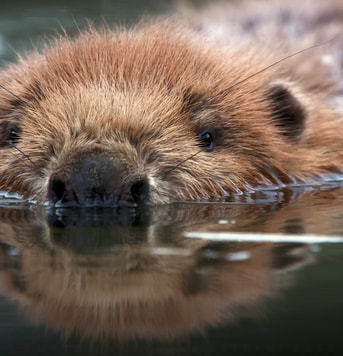 Wp5214601 beaver wallpapers