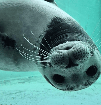 Zeehond upsidedown