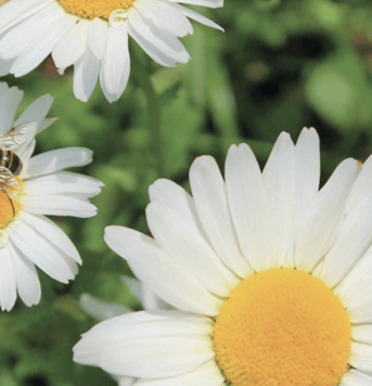 Pvd D PN Natuur bloemen met bij