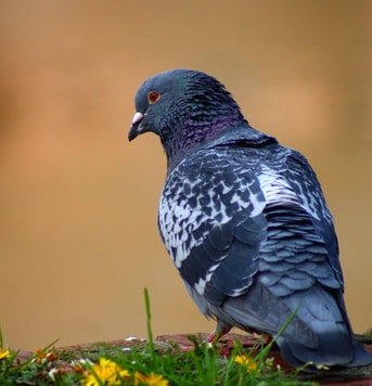 Heckimg bird 7976716