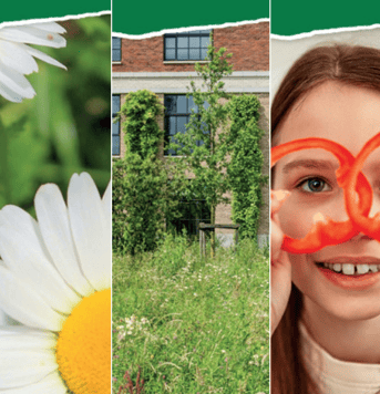 Collage verkiezingsprogramma