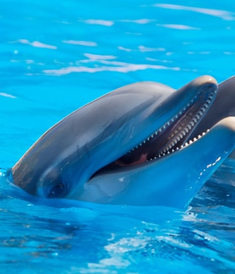 Dolfijn dolfinarium