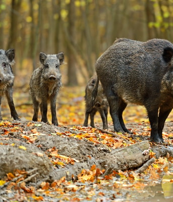 Wilde Zwijnen Shutterstock 118164862