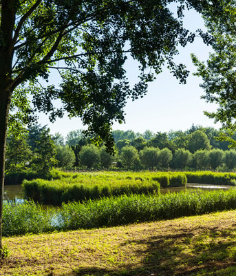 Shutterstock 1463608553 Groen Dordrecht Wilgen Riet Biesbosch