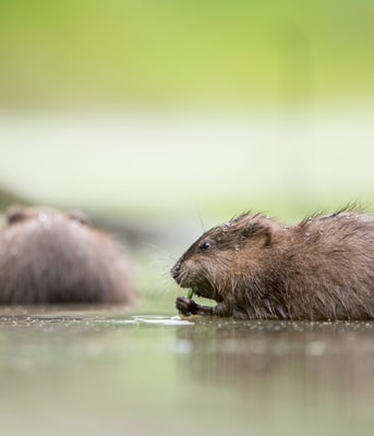 2 2 muskusratten