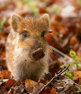 Wild Zwijntje