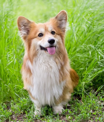 Adobe Stock 267288505 Corgi web