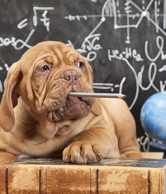 Adobe Stock 67573613 Puppy Potlood Bord School web