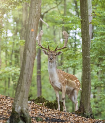 Adobe Stock 339598070 Damhert in bos web