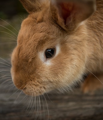 Konijn konijnen rabbit