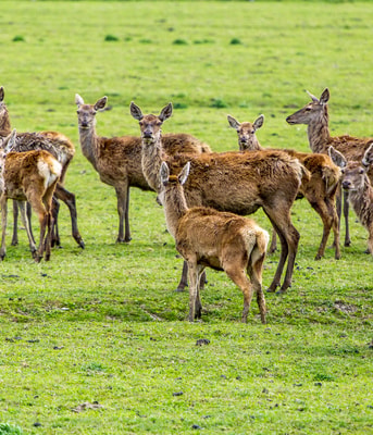 herten ovp oostvaardersplassen pvdd partij voor de dieren grote grazers partij van de dieren dierenpartij