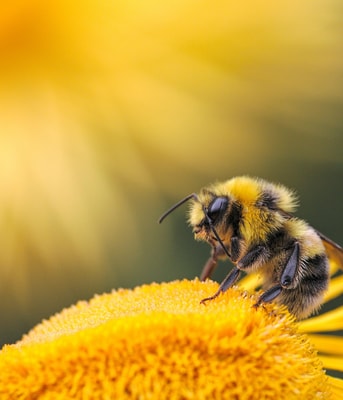 bij gif monsanto bijen