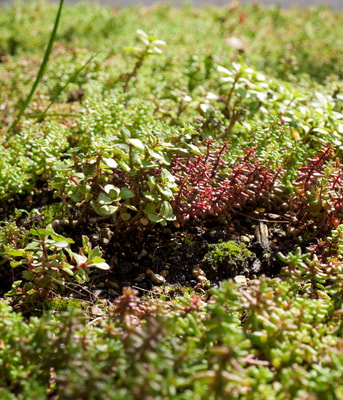 Vetplantjes op groen dak Flickr E Dronkert