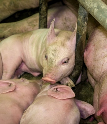 WAM15944 Biggetjes Bio industrie Andrew Skowron We Animals Media web