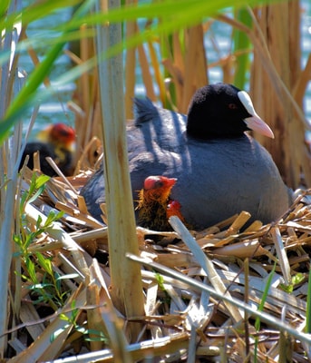 Meerkoet-bedreigde-watervogel