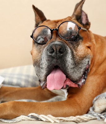 Adobe Stock 81731539 Hond met bril web
