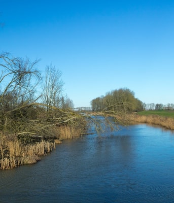 Biesbosch natuur water
