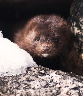 Mink 1394881 960 720
