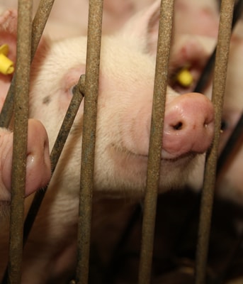 Varkens achter tralies