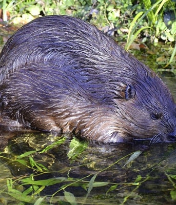 Bever in water