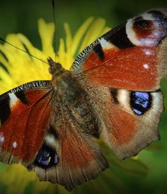 Biodiversiteit pvdd drenthe