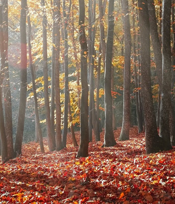 Bomen