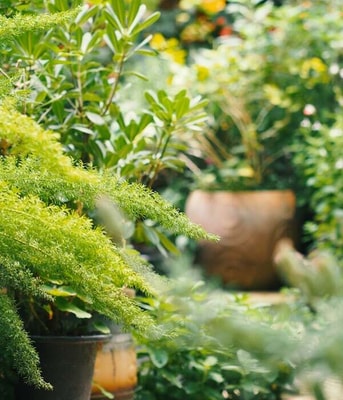 Kruidentuin tuin gezond