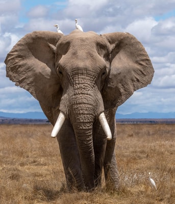Olifant