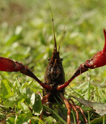 Rivierkreeft