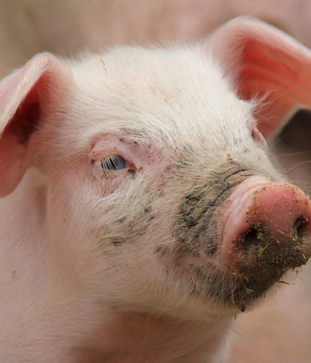 Varkens Op Biologische Veehouderij 1 Vanderdenmaarrechtenvrij