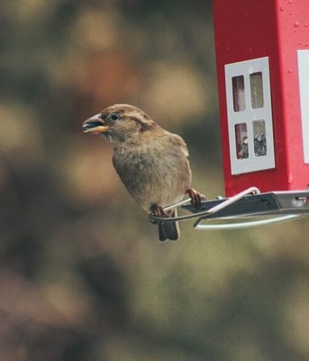 Vogelhuisje