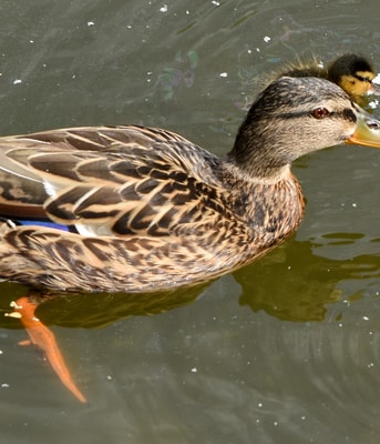 Wilde eend