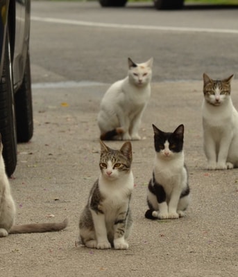 Zwerfkatten