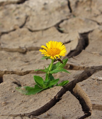 Bloem Welvaart Groei Groeiend Bloeiend Droogte