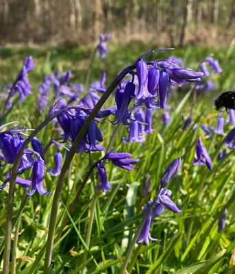 Bloemen websitefoto