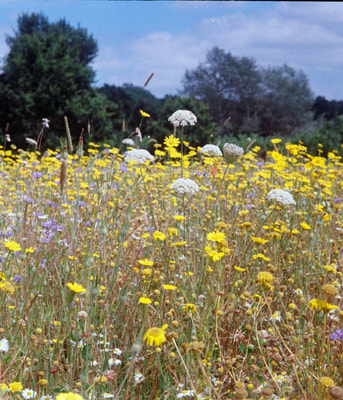Bloemenweide
