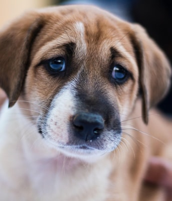 Dierenmishandeling hond verdrietig verdrietige pvdd partij voor de dieren dierenbeul dierenbeulen houdverbod