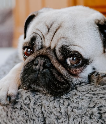 Doorgefokt broodfok doorfok fok fokkerij fokker fokkers pvdd partij voor de dieren mopshond pug