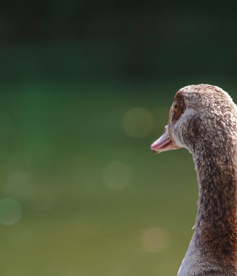 Geese